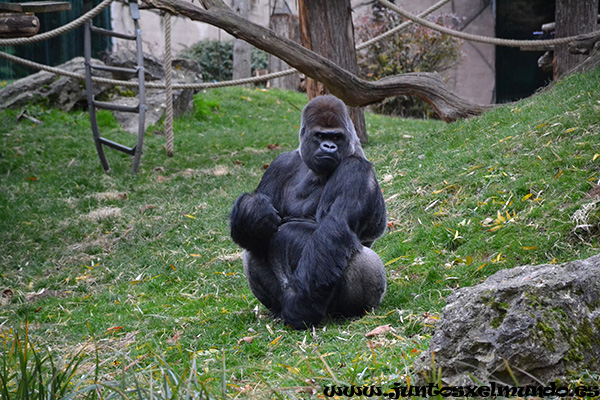 Zoo de Beauval