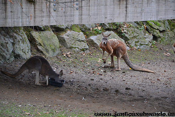 Zoo de Beauval 25