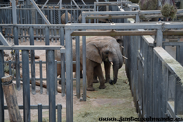 Zoo de Beauval 26