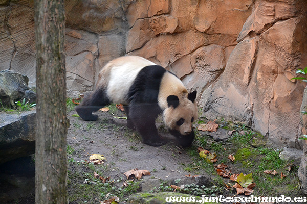 Zoo de Beauval 27