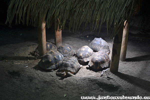 Zoo de Beauval 3