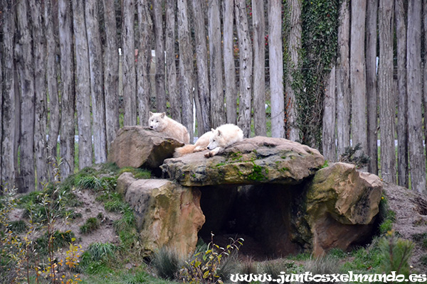 Zoo de Beauval 30