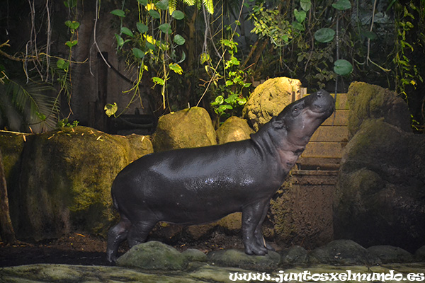 Zoo de Beauval 6