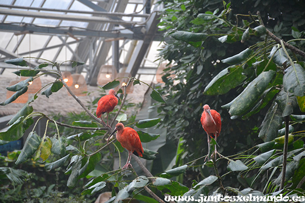 Zoo de Beauval 9