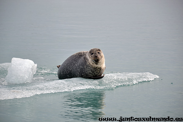 Jokulsarlon 7