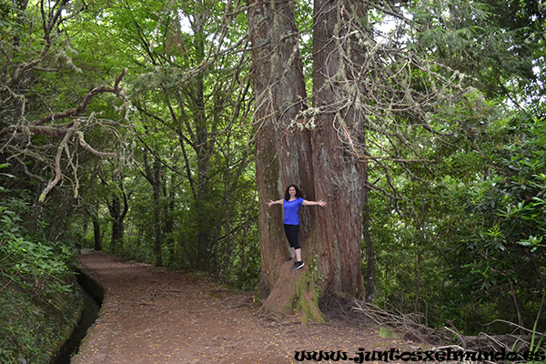 Levada de Caldeirao Verde 2