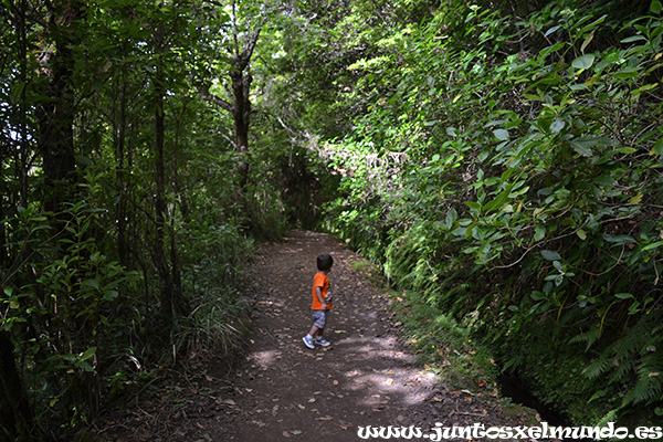 Levada de Caldeirao Verde 6