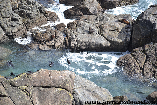 Seal colony 2