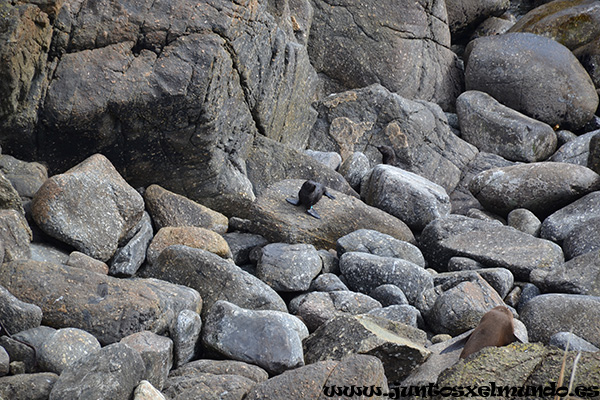 Seal colony 3