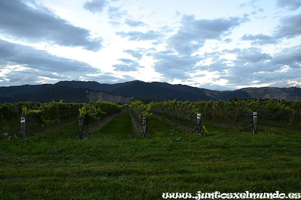 Vinedos