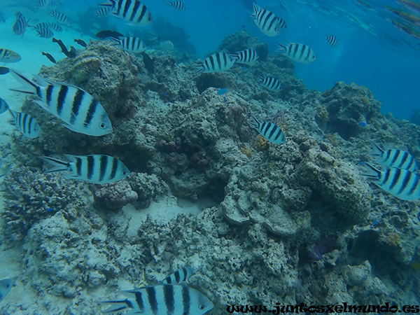 Snorkel en Aitutaki 2