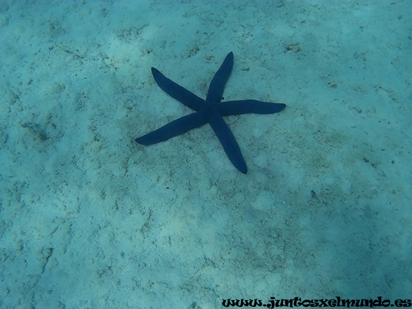 Snorkel en Aitutaki 4