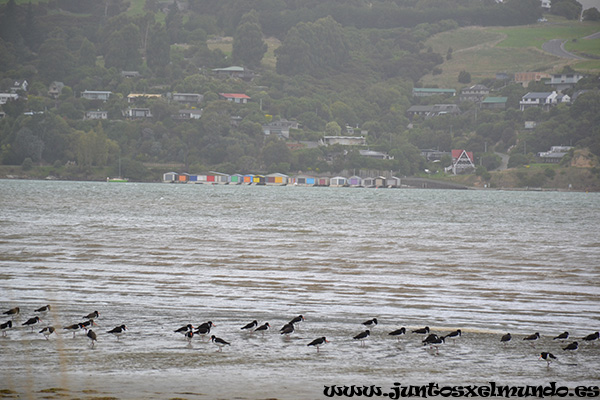 De Akaroa a Geraldine 1