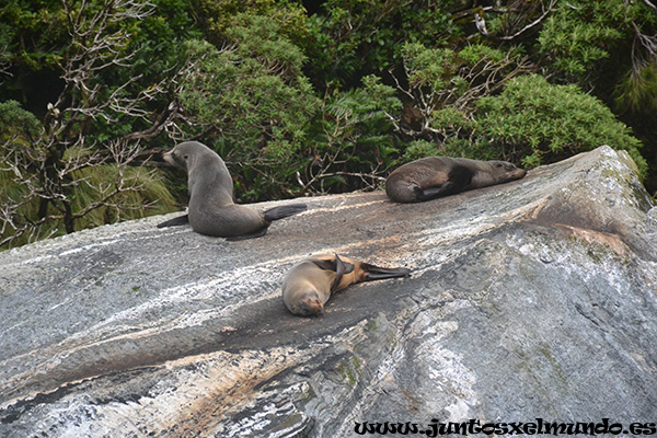 Milford Sound 9