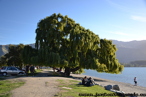 Wanaka Lago Wanaka 4